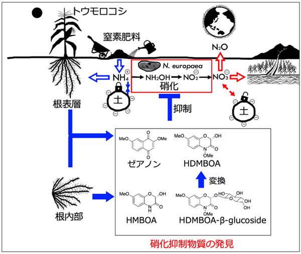 予想されるトウモロコシの生物的硝化抑制（BNI）のメカニズム