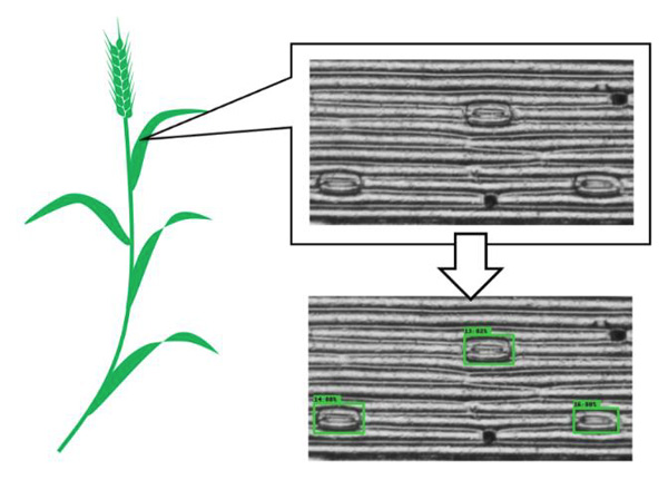 コムギの葉の表皮サンプルの顕微鏡像（右上）とそれをAI深層学習モデルで処理して気孔を検出している様子（右下）。気孔を緑色の枠で表示