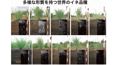 干ばつでイネの根が貧弱化する仕組みを解明　強いイネ品種開発に期待　農研機構