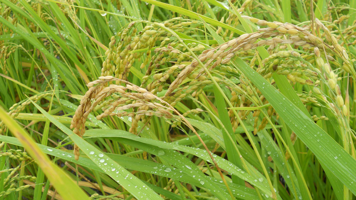 穂いもち（写真提供：熊本県病害虫防除所）