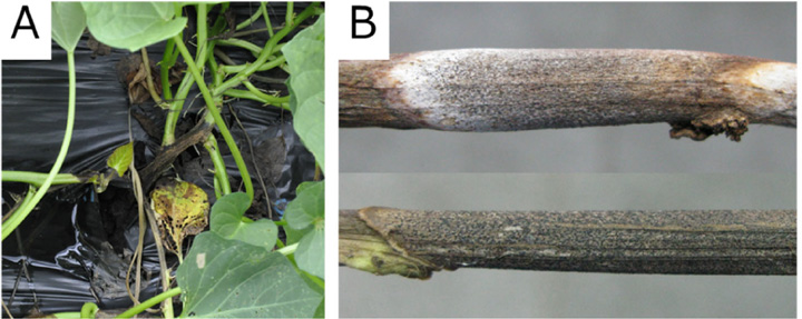 （A）サツマイモ基腐病のほ場での初期症状（茎基部の黒変）・（B）茎表面にできた柄子殻（黒い粒）