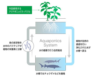 アクアポニックス農業概要図