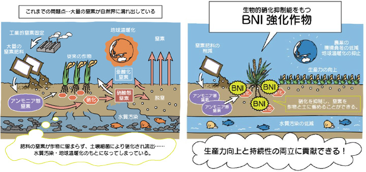 土壌中における窒素肥料の変換過程（硝化）と生物的硝化抑制（BNI）