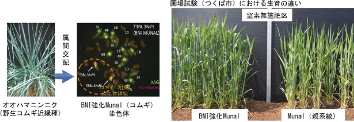 BNI強化コムギ（例：BNI強化Munal）