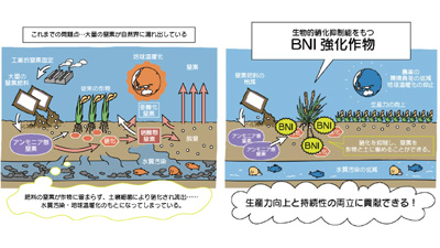 世界初　少ない窒素肥料で高い生産性を示すコムギの開発に成功　国際農研