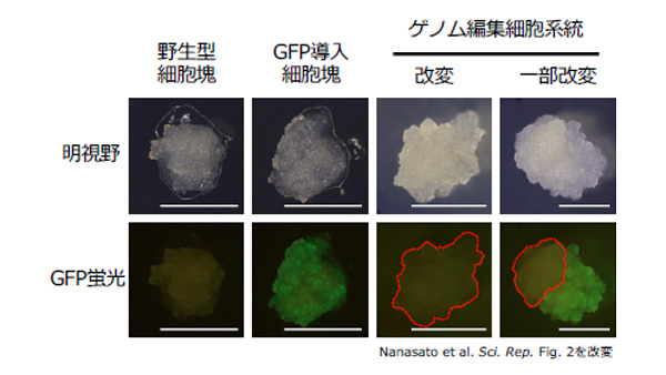 緑色蛍光タンパク質（GFP）導入細胞のゲノム編集。赤破線で囲んだ部分はゲノム編集によりGFP遺伝子が改変し、蛍光を失った部分