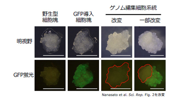 針葉樹の品種改良へ　世界初 スギのゲノム編集技術を開発　森林総合研究所