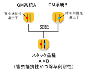 スタック品種の例