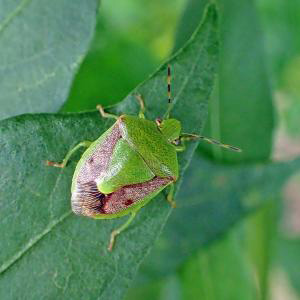 チャバネアオカメムシの成虫（写真提供：愛知県農業総合試験場）