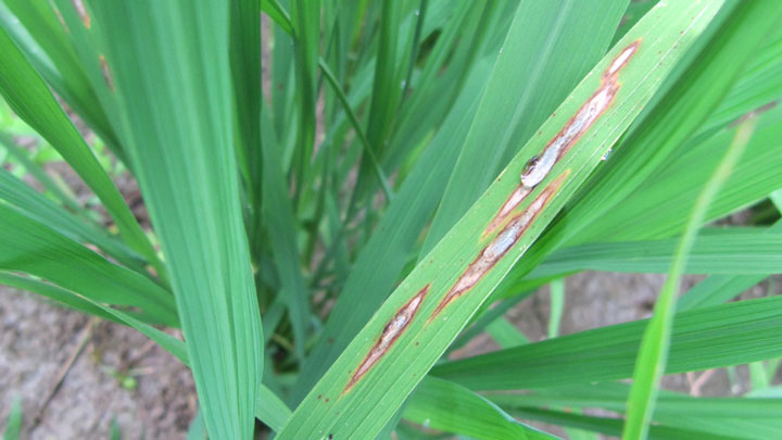葉いもちに食害された水稲（写真提供：熊本県病害虫防除所）