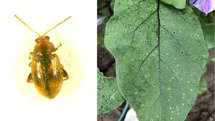 タバコノミハムシの成虫とタバコノミハムシによる被害葉（写真提供：富山県農林水産総合技術センター）