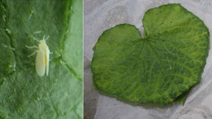 キュウリ退緑黄化病　府内で初確認　南河内地域で発生　大阪府