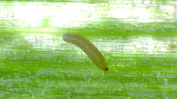 ネギハモグリバエの幼虫（写真提供：青森県病害虫防除所）
