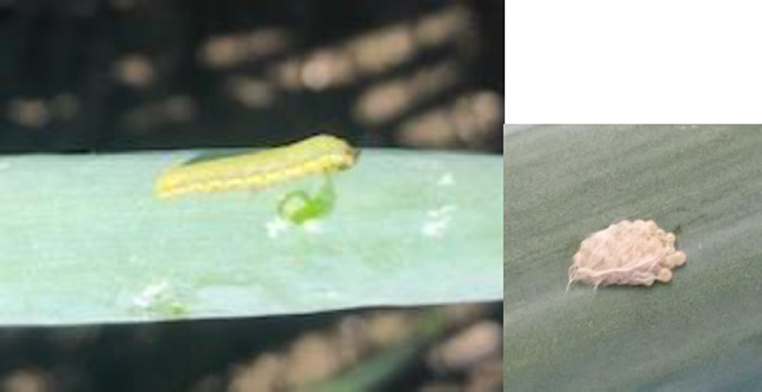 シロイチモジヨトウの幼虫と卵塊（写真提供：鳥取県病害虫防除所）