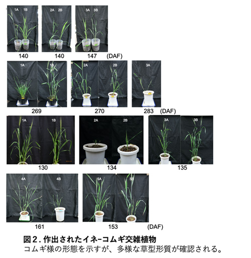 作出されたイネ‐コムギ交雑植物