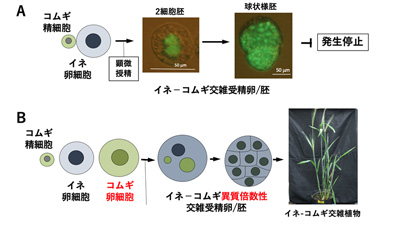 世界初　コムギとイネの雑種植物の作出に成功　東京都立大学