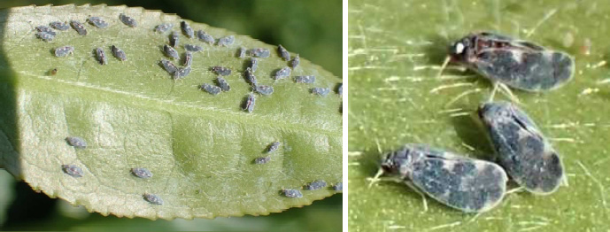 新芽に集合する成虫（写真提供：沖縄県植物防疫協会　安田慶次氏）