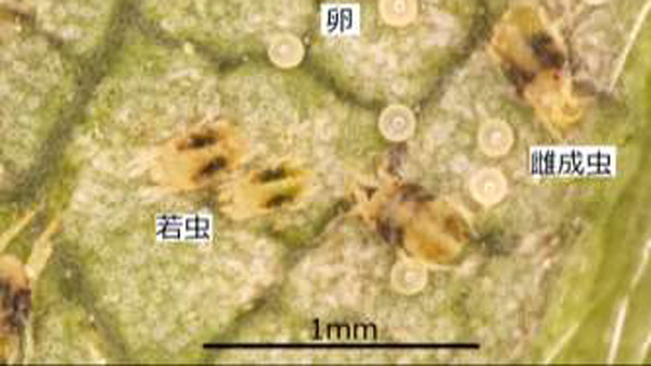 ナミハダニ（黄緑型、成虫・若虫・卵） （写真提供：山口県病害虫防除所）