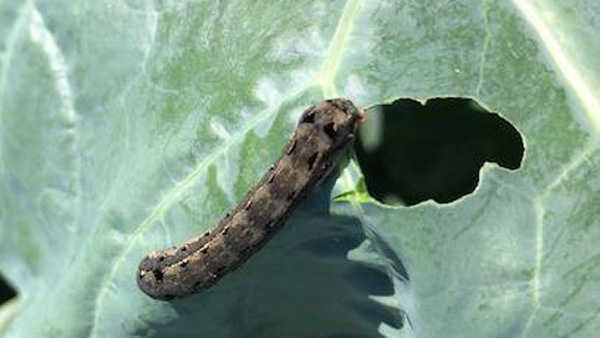 ハスモンヨトウの幼虫（写真提供：鳥取県病害虫防除所）