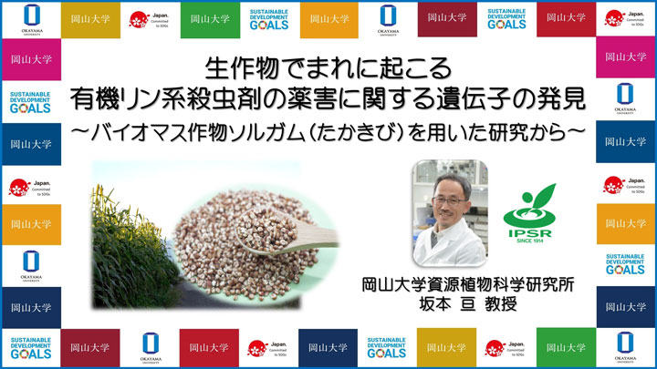 有機リン系殺虫剤の薬害に関する遺伝子発見　ソルガム用いた研究から　岡山大学