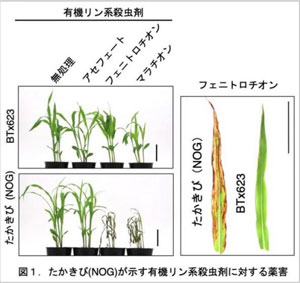 たかきびが示す有機リン系殺虫剤に対する薬害