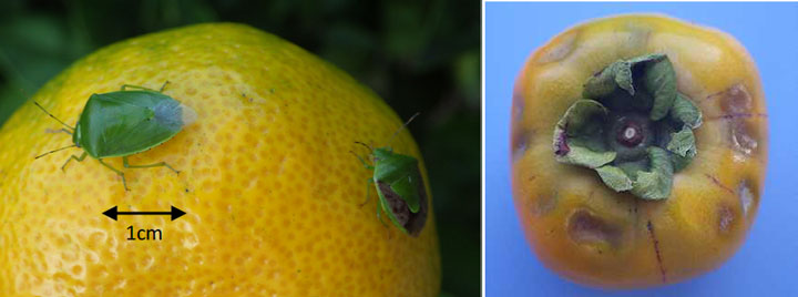 温州ミカン カキに果樹カメムシ類 平年に比べて誘殺数多く 徳島県 ニュース 栽培技術 Jacom 農業協同組合新聞