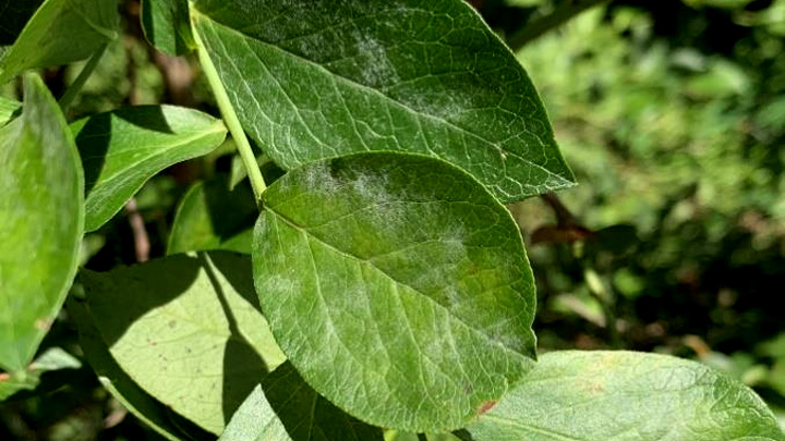 ブルーベリーにうどんこ病 県内で初確認 静岡県 ニュース 栽培技術 Jacom 農業協同組合新聞