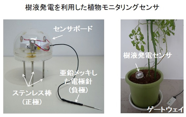 樹液発電を利用した植物モニタリングセンサ