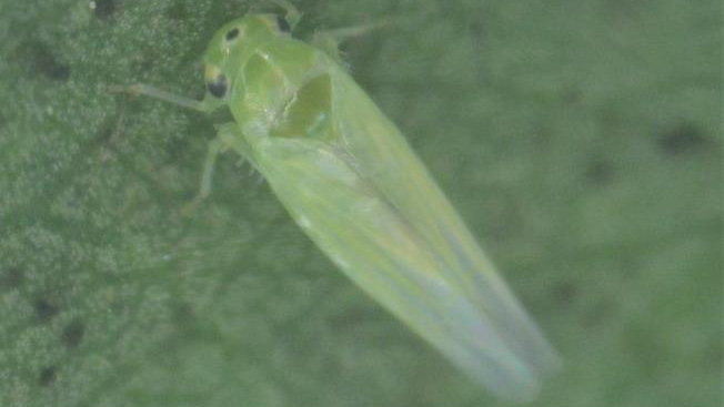 モモ、スモモ、ウメにヨコバイ　県内で初めて確認　山口県