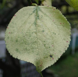 ウメの葉の白化症状（写真提供：東京都病害虫防除所）