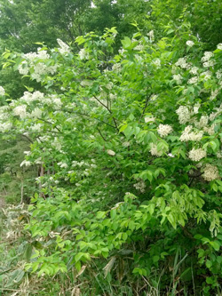 フサザキウワミズザクラが開花している様子