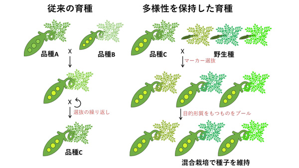 農業生産に適した遺伝子を固定した集団が作成できれば、高い生産性の作物開発につながる