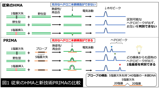 従来のHMAは1塩基挿入／欠失配列を見分けることは困難だった（図1上）