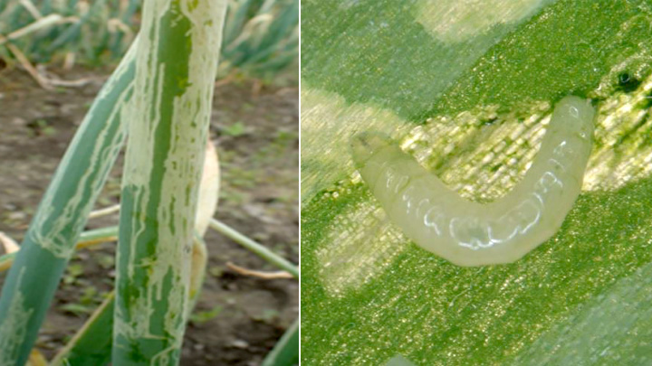 白化が認められたネギの被害葉（左）、体長約4ミリに達するネギハモグリバエB系統の幼虫（写真提供：山口県病害虫防除所）