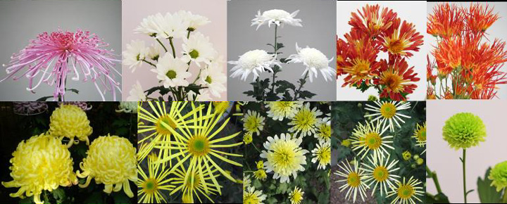 様々な花の形態・花色を持つ栽培ギク