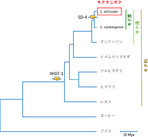 全ゲノム塩基配列を用いて作成された分子系統樹