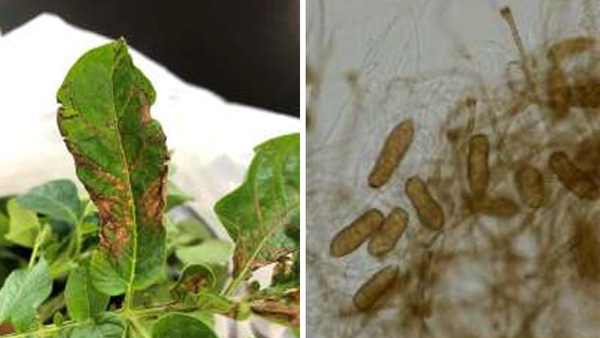 「S. lycopersici」によりバレイショの病害　国内で初の報告　熊本県