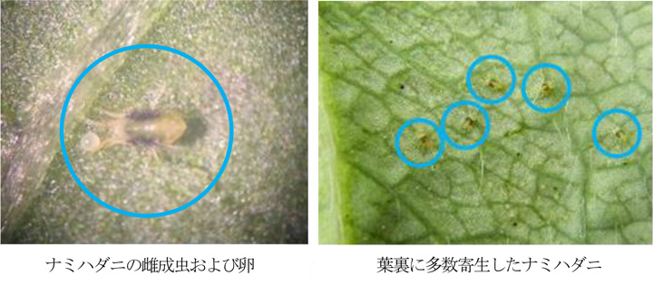 ナミハダニの雌成虫および卵（写真提供：福岡県病害虫防除所）  葉裏に多数寄生したナミハダニ（写真提供：福岡県病害虫防除所）