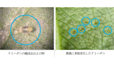 イチゴのハダニ類　過去10年で最高の寄生株率　福岡県