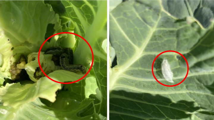 キャベツを加害するハスモンヨトウの老齢幼虫、コナガの蛹（キャベツ）（写真提供：福岡県病害虫防除所）