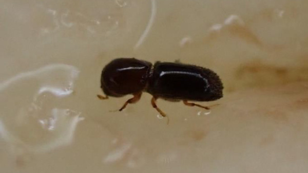 なしにサクセスキクイムシ　県南東部で発生　埼玉県
