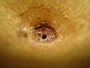 果実への穿孔(なしのていあ部）（写真提供：埼玉県病害虫防除所）
