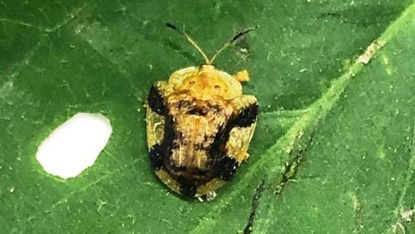 ツモンカメノコハムシの成虫と食害痕 （写真提供：埼玉県病害虫防除所）