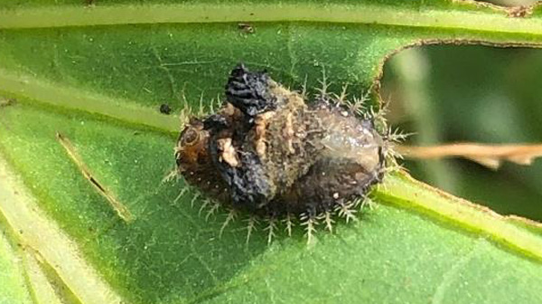 ヨツモンカメノコハムシの幼虫（写真提供：埼玉県病害虫防除所）