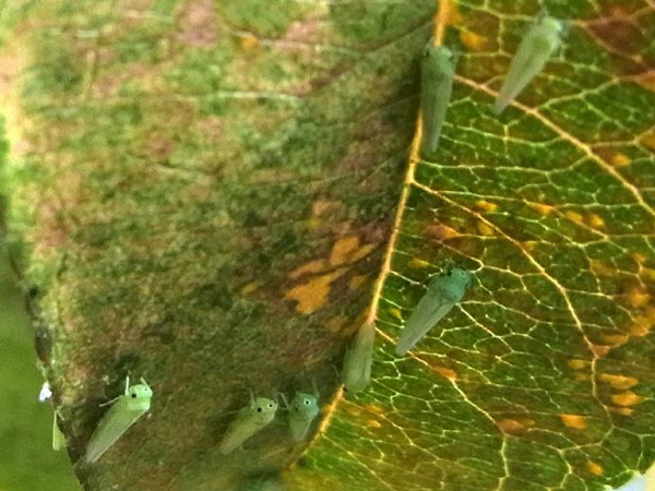 ももの被害葉上の成虫（写真提供：広島県西部農業技術指導所）