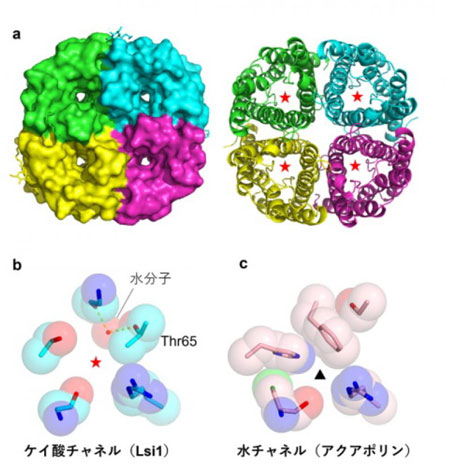 ケイ酸チャネルLsi1の立体構造と水チャネルとの比較