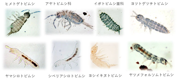 様々なトビムシの光学顕微鏡写真