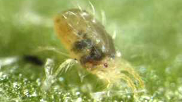 ナミハダニ黄緑型の雌成虫（写真提供：沖縄県病害虫防除技術センター）