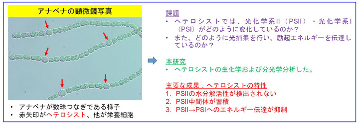 本研究の概要および成果