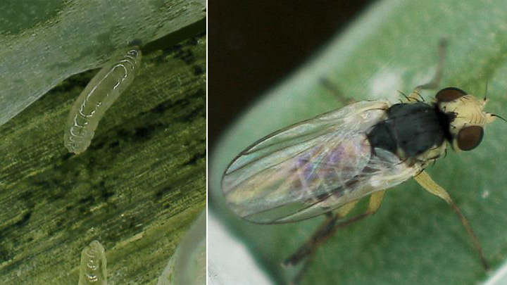 ネギハモグリバエ「B系統」県内で初発生　島根県